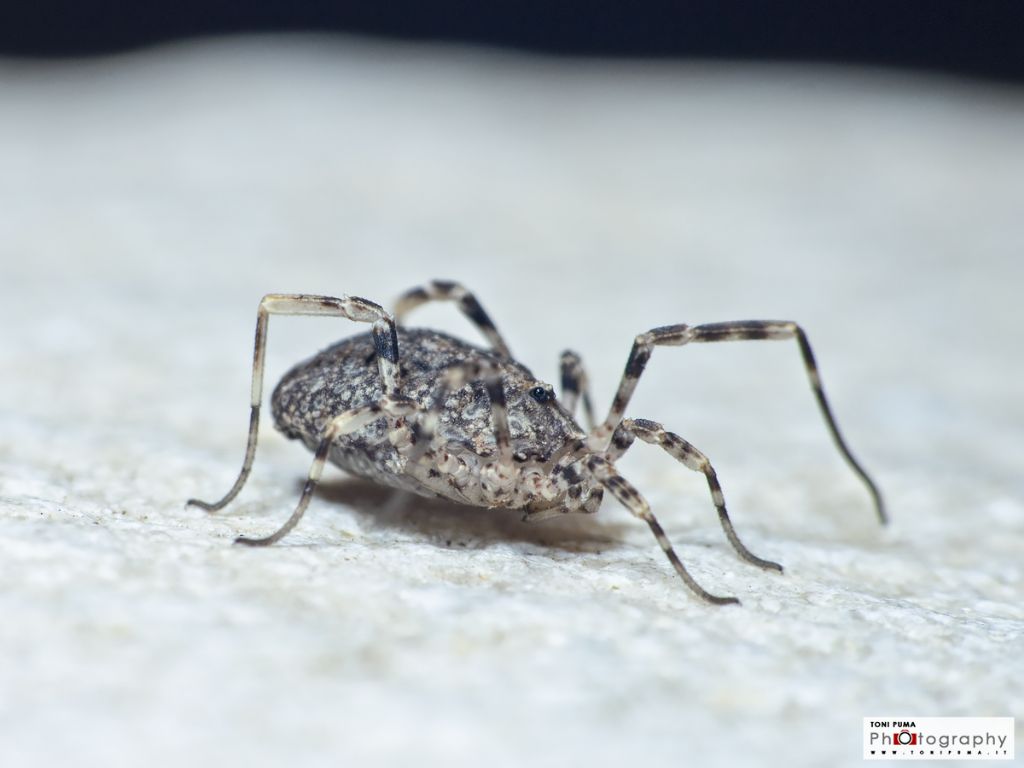 Lacinius sp. - (Phalangiidae)